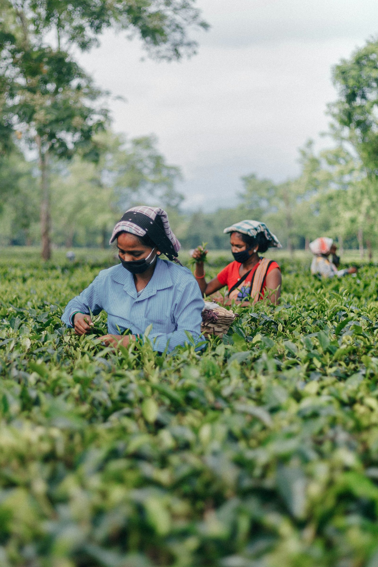 Assam
